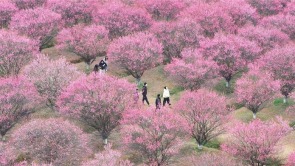 武汉江夏小朱湾25亩梅花进入全盛期