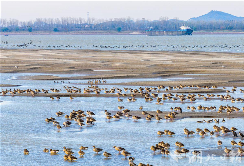 湖北黄石:长江候鸟翔集舞清波