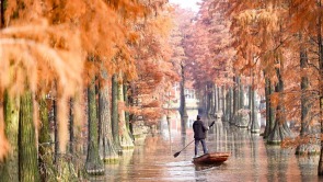 武汉涨渡湖湿地森林公园景美如画