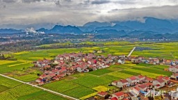 湖北远安11万亩油菜花盛放引客来