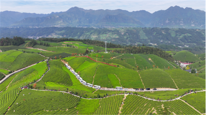 湖北鹤峰：从有机茶园到全球市场 鹤峰式服务助力大宗茶扬帆出海_fororder_01