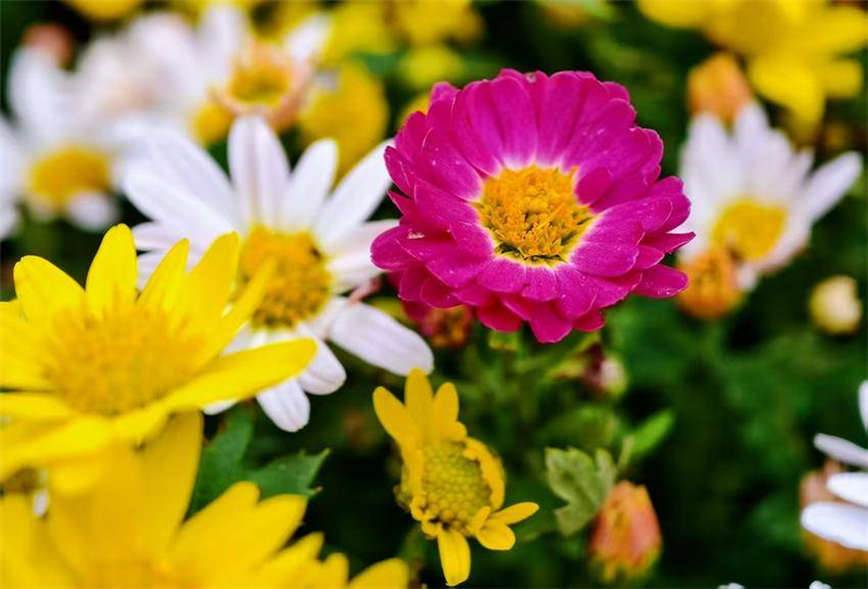 菊花争奇斗艳引客来