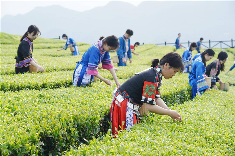 湖北茶产业长成国际范_fororder_微信图片_20250509092709
