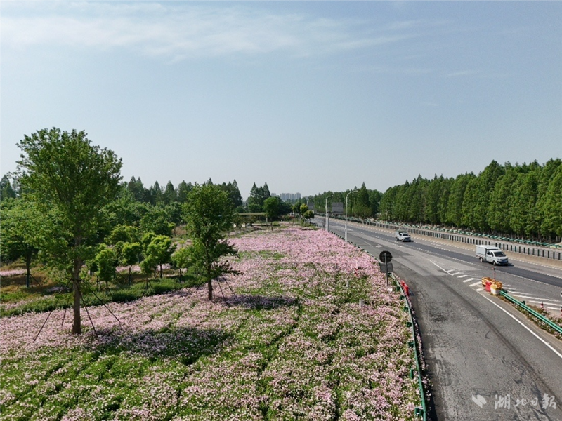 武汉雕琢“城市窗口”共赏四季芳华_fororder_ed106551b4f141dda1025c0740e67c91