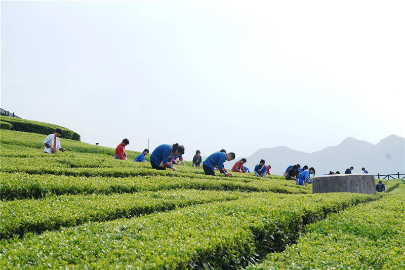 湖北茶产业长成国际范_fororder_微信图片_20250509092738