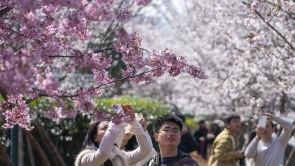 武汉光谷珞喻路景观廊化身樱花大道