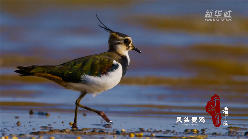 湖北阳新：候鸟翔集 初冬网湖湿地尽显生态之美