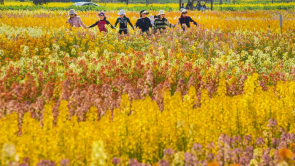 七彩油菜花引客来 湖北监利“程集古镇七彩烂漫游”启幕