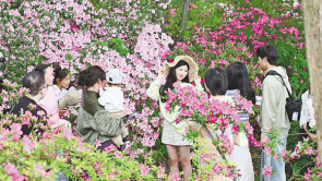 武汉植物园7万株杜鹃绚烂绽放