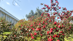 50万株郁金香泼洒春光 武汉植物园开启满园芳菲