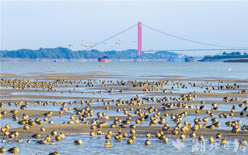 湖北黄石:长江候鸟翔集舞清波