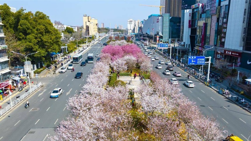 武汉光谷珞喻路景观廊化身樱花大道_fororder_cb7750deb4684fd4af4d6c54f91a3907