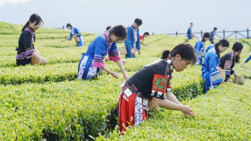 湖北茶产业长成国际范_fororder_11