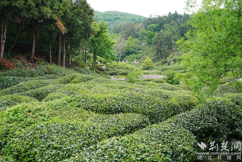 “荒野寻茶“”火爆出圈，第九届红安老君眉茶文化节开幕