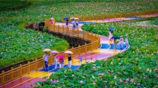 武汉蔡甸培育“太空莲” 荷香醉来凤