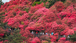 麻城赴汉举办全域大文旅推介会 邀客共赏十万亩杜鹃花海