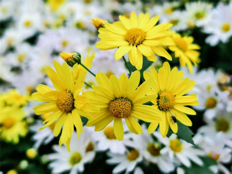 菊花争奇斗艳引客来