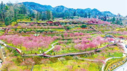 土家女儿十年建起武陵山区最大梅园