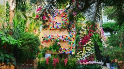 万株热带兰今日在武汉植物园盛开迎接新年