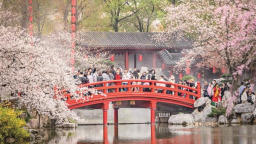 清明小长假收官 湖北何以成为全国踏春顶流？