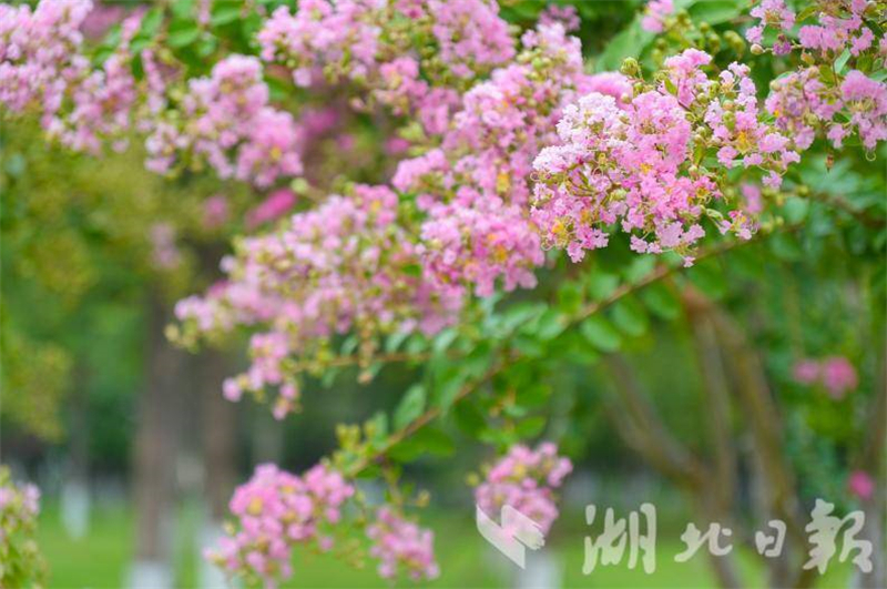 武汉：花开四季扮靓城市环线 古城新颜吸引市民打卡_fororder_88ef740efe1646a888c78b062277f7b7
