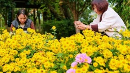 湖北荆门：菊花争奇斗艳引客来