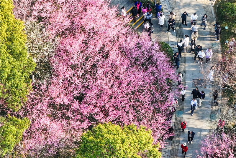 武汉花海“梅”景引客来