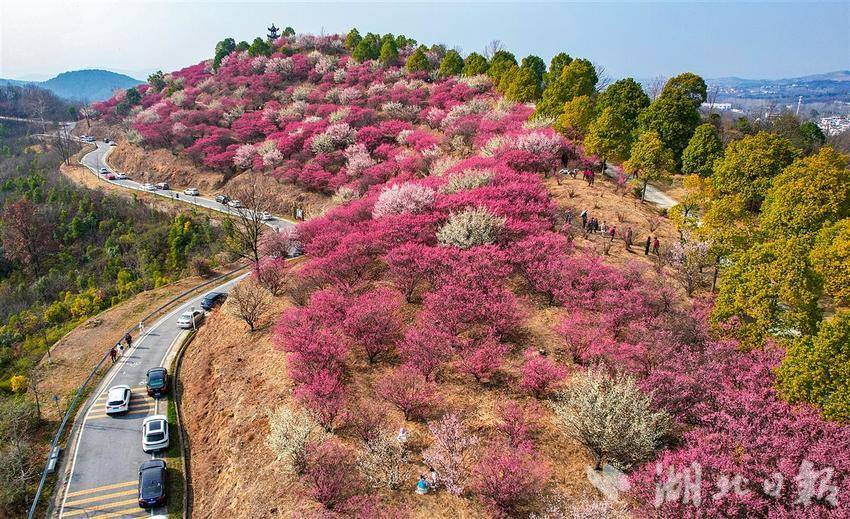 武汉400亩梅林进入盛花期_fororder_微信图片_20250220094425