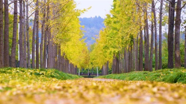 湖北多地“落叶缓扫”如约而至！2025年的秋意浓藏在这些诗意角落