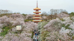 全球游客为何奔赴武汉的春天