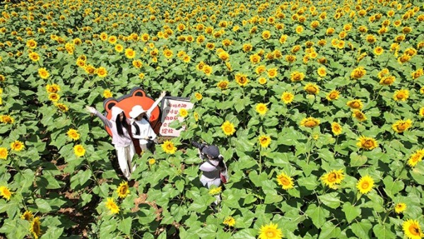 湖北恩施：向阳花海美如画