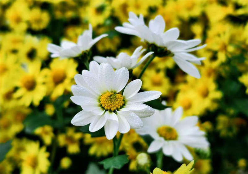 菊花争奇斗艳引客来