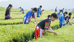 湖北茶产业长成国际范