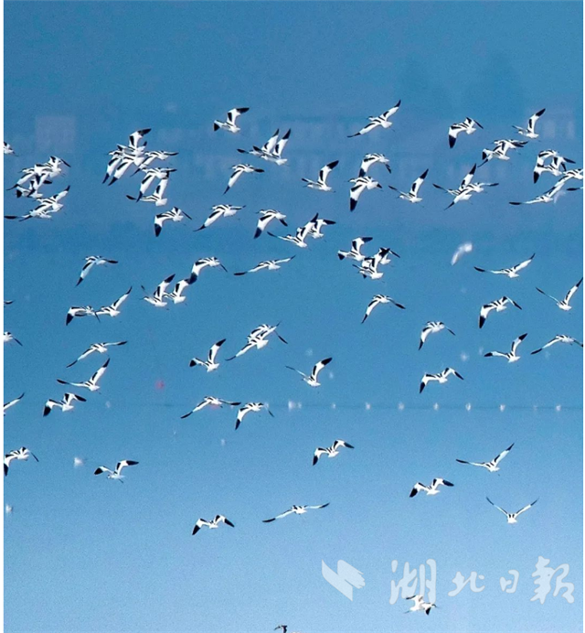 武汉打造生物多样性保护典范城市_fororder_30df4983da5c49ca8d2d3b2e8340b2c0