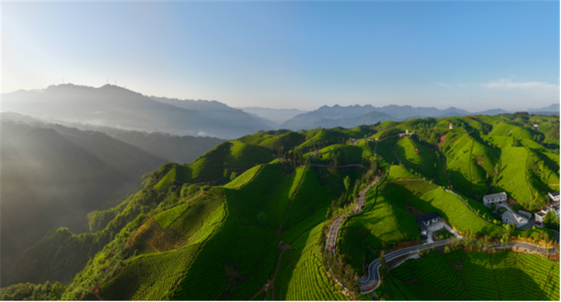 湖北鹤峰：从有机茶园到全球市场 鹤峰式服务助力大宗茶扬帆出海_fororder_04