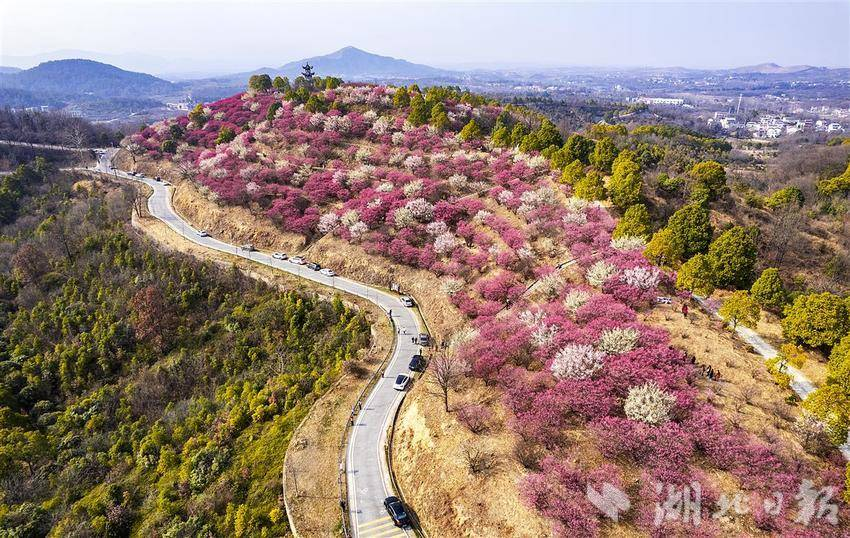 武汉400亩梅林进入盛花期_fororder_微信图片_20250220094418