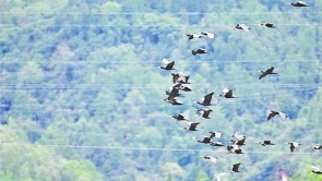 神农架迎来大规模候鸟南迁