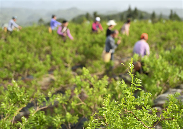 湖北:深山小眾茶香飄世界