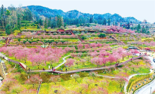 土家女儿十年建起武陵山区最大梅园_fororder_微信图片_20250428095335