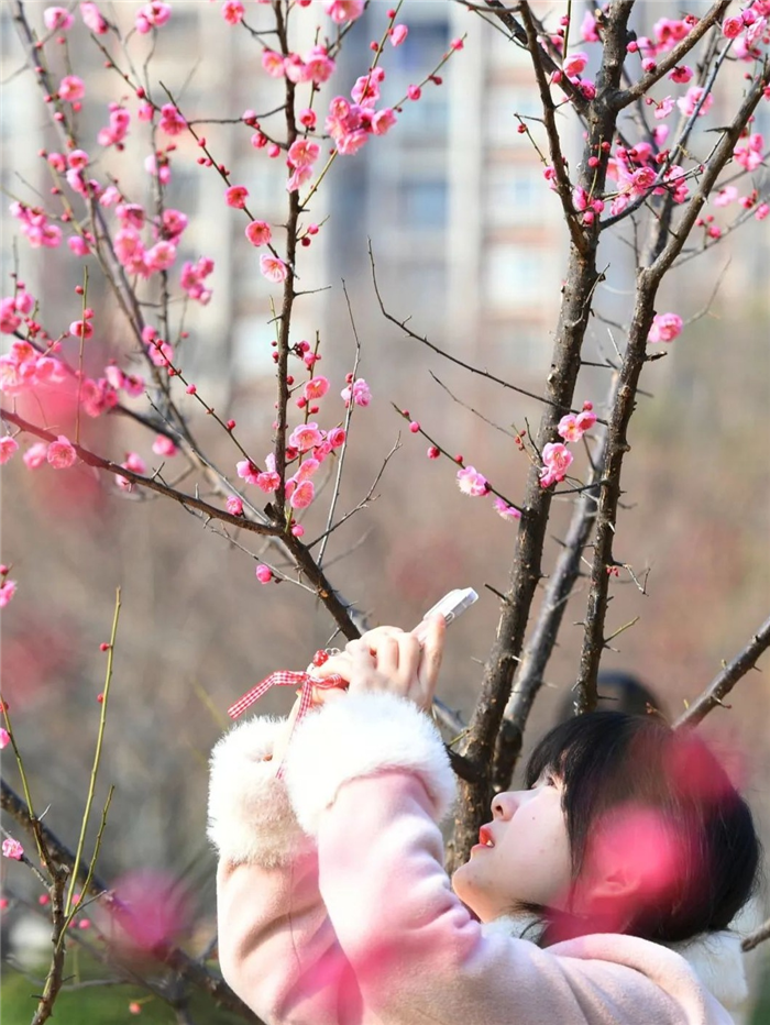 “武汉梅花直接封神！”