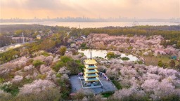 武汉早樱绽放迎春 东湖樱花园即将开园