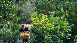 湖北长阳：清江椪柑采销忙