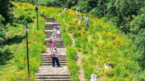 武汉限定！大花山漫山金鸡菊盛放