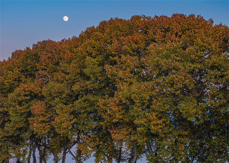 “金钥匙”打开武汉东湖秋色 “金钥匙”打开武汉东湖秋色_fororder_586b3e2b6d30473e9b470bedbd400603