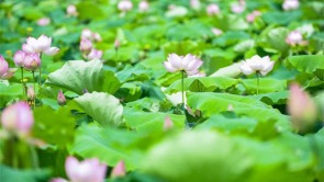 千亩荷塘惊艳盛夏 来武汉新洲涨渡湖赏花摘莲蓬
