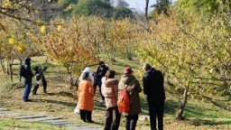 武汉东湖梅园三千余株蜡梅进入盛花期