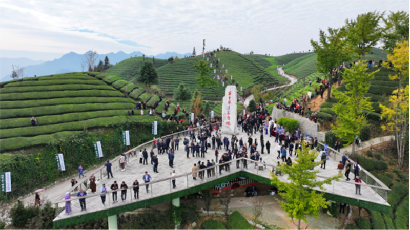 湖北鹤峰：从有机茶园到全球市场 鹤峰式服务助力大宗茶扬帆出海_fororder_02