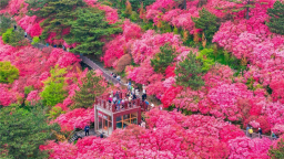 湖北麻城十万亩杜鹃花海盛开迎客