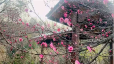 暖冬早梅悄然绽放 武汉黄陂迎来赏花好时光