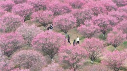 武汉江夏小朱湾25亩梅花进入全盛期